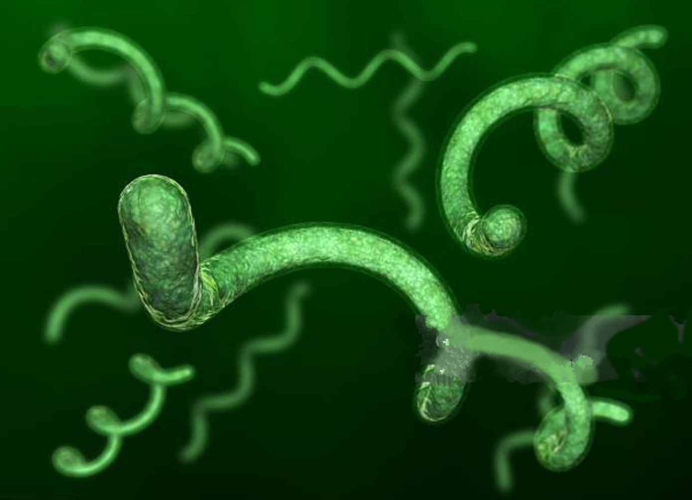 lyme molecule - orlando alternative therapy